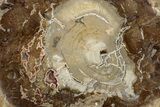 Polished Petrified Wood (Araucaria) Round - Madagascar #344676-1
